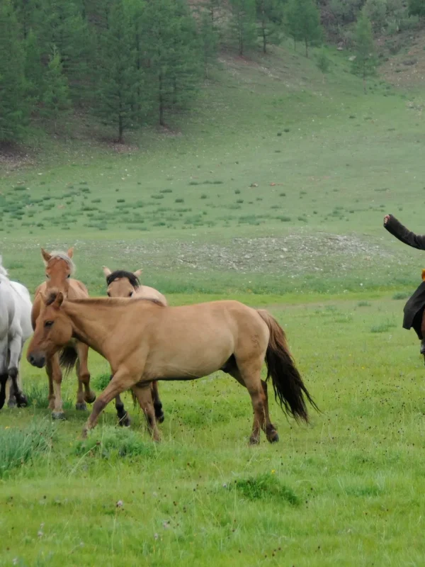 Mongolia Horse Trekking Tour
