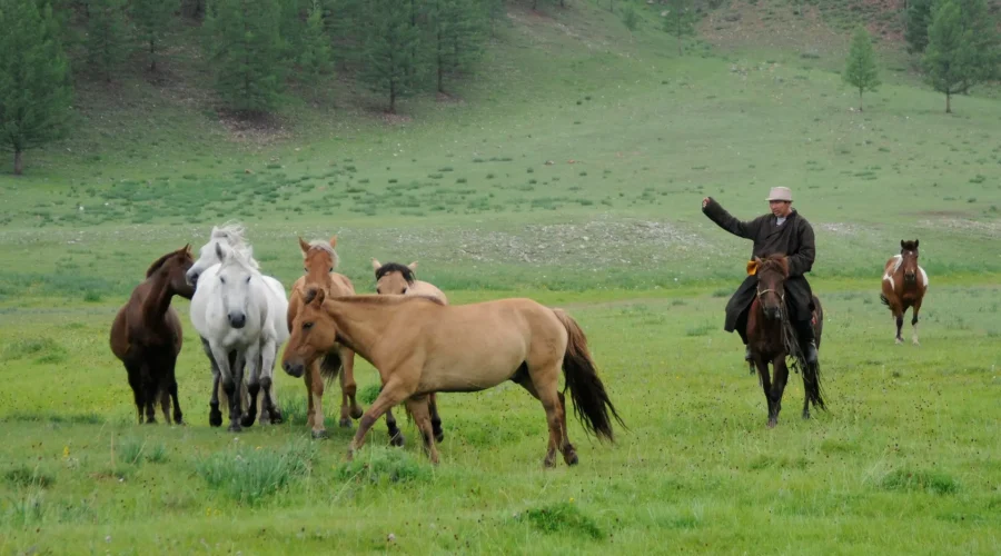 Mongolia Horse Trekking Tour
