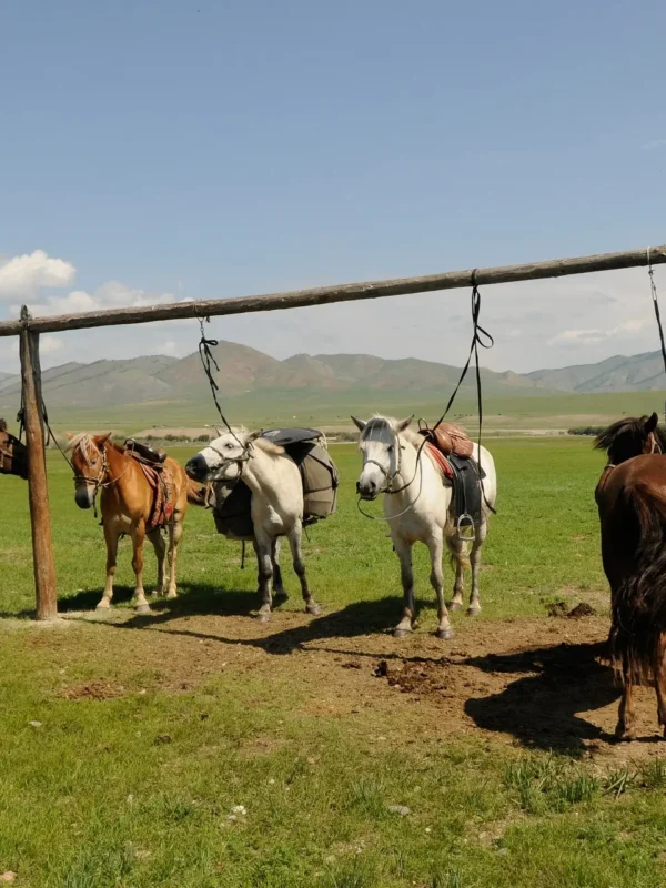Mongolia horseback riding tour