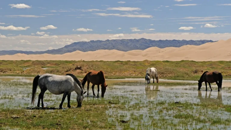 Join Mongolia Tours